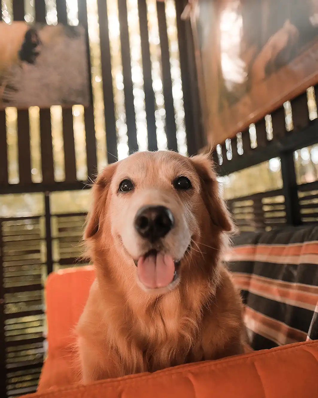 pet photography hanscreen portfolio in jakarta